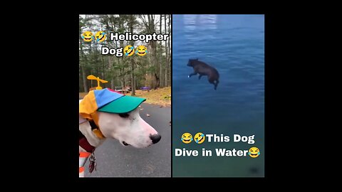 🤣 Helicopter Dog 😂 and funny dogs animal