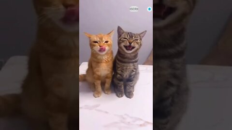 cute cat videos 😹 funny videos 😂 504 😻