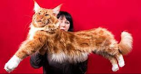 The BIGGEST CAT BREEDS In The World