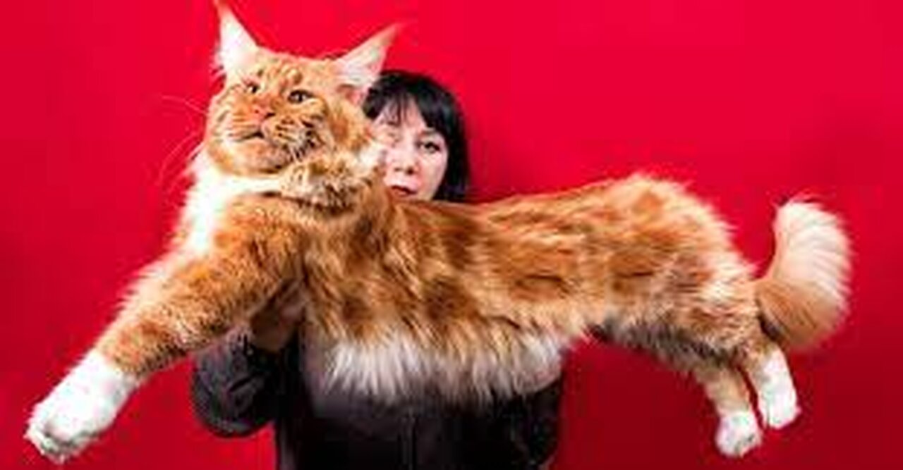 The BIGGEST CAT BREEDS In The World