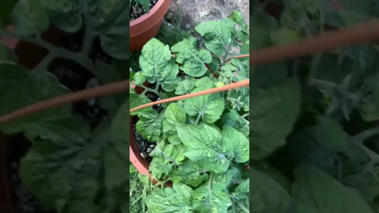 Tomato and Herb Garden