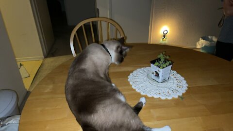 Night routine with my cats. Part 2.