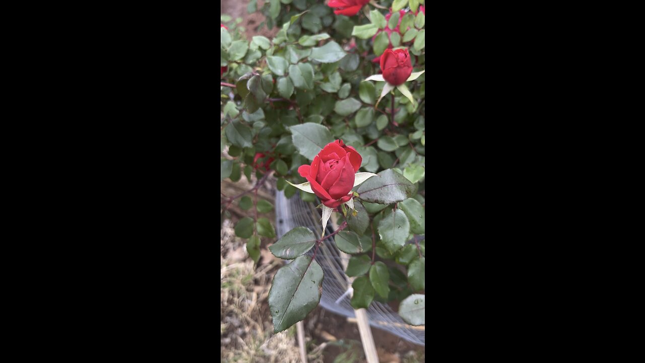 Miss Maria’s Roses