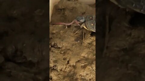 Baby turtle takes on a giant worm