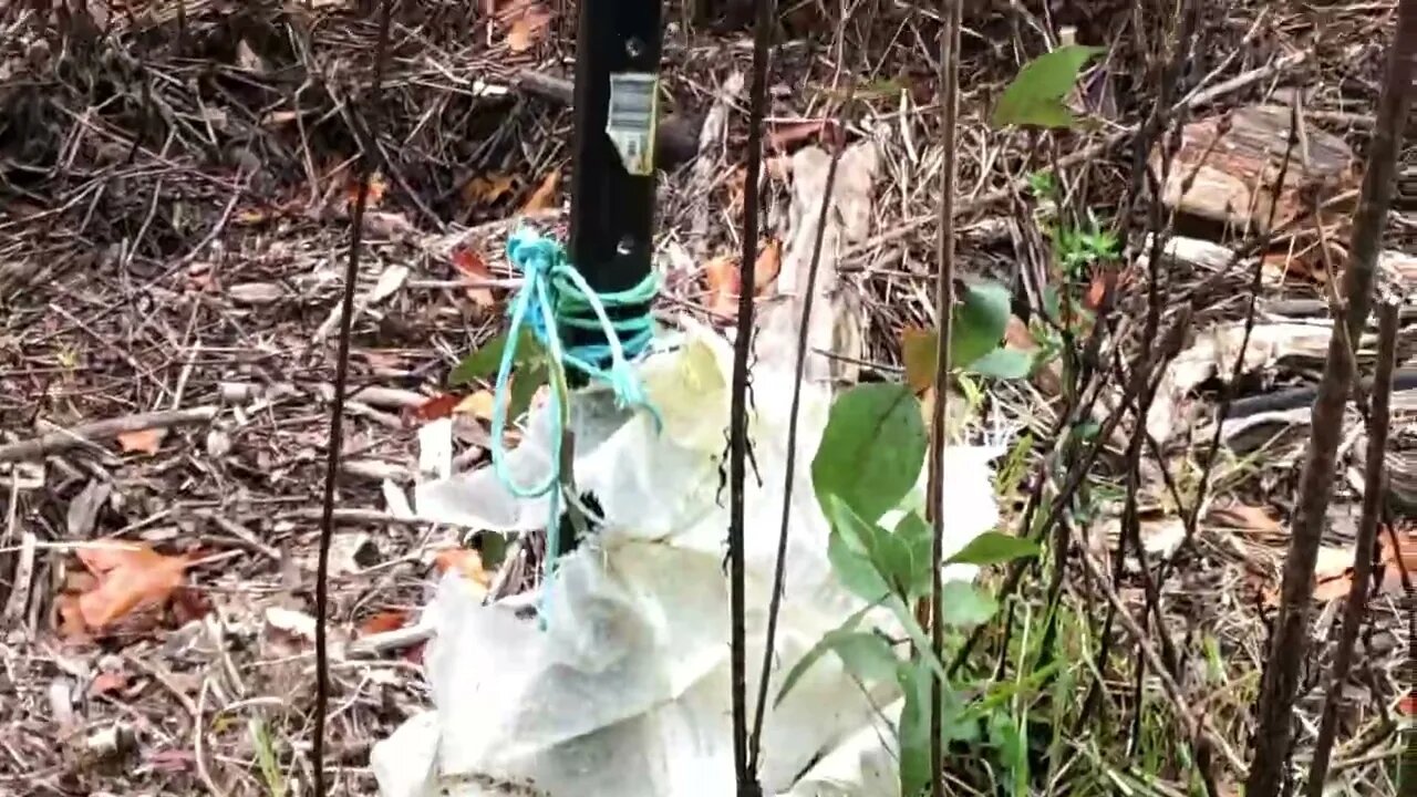 Our seedlings are growing by the creek in a flood zone.