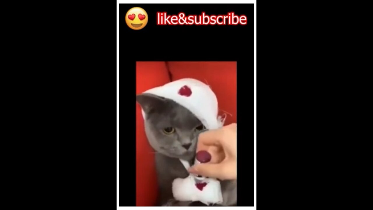 Cute Cat viral video
