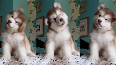 Cute baby alaskan😍😍💓💓 funny puppy video