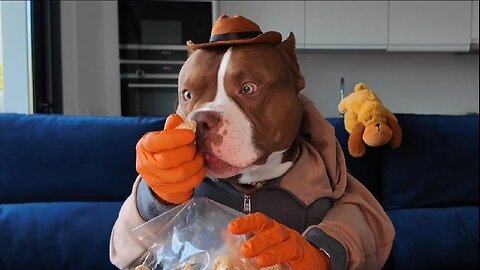 Dog with Hands Eats Pork Rinds Like a Human!