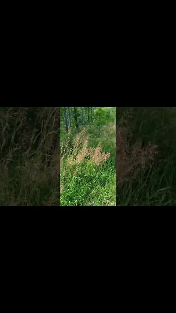 What is Edible here? Otter???? well almost Otter Habitat example