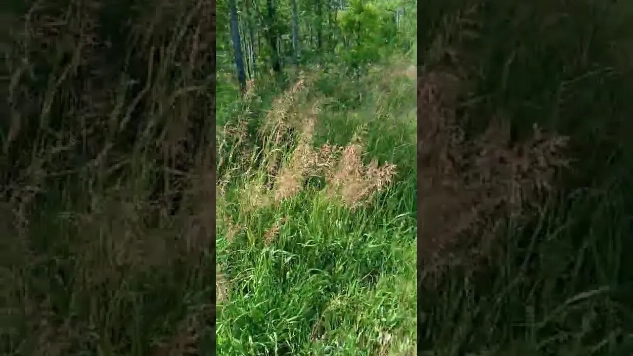 What is Edible here? Otter???? well almost Otter Habitat example
