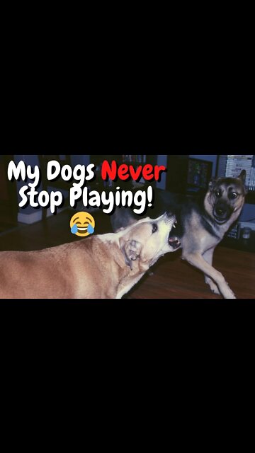 #shorts Gerberian Shepsky Showing Off/Playing Games with Brother