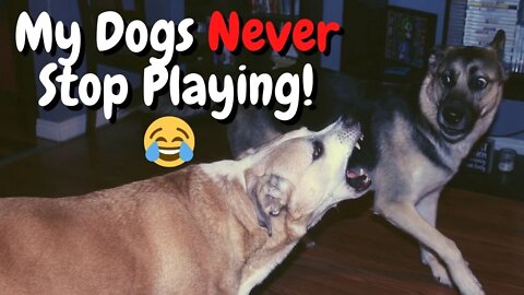 #shorts Gerberian Shepsky Showing Off/Playing Games with Brother