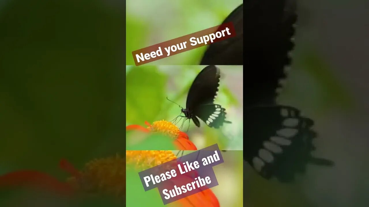Butterfly | Nectar | Nature | Beauty | #viral | #shorts | #famous | #birds | #beauty