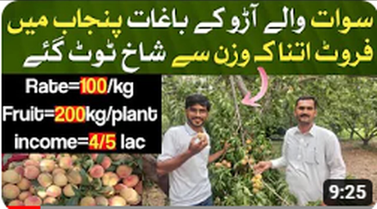 How to Plant a Peach Tree _ Peach Fruit _ Which fruit to grow in Pakistan _ Plant Ghar