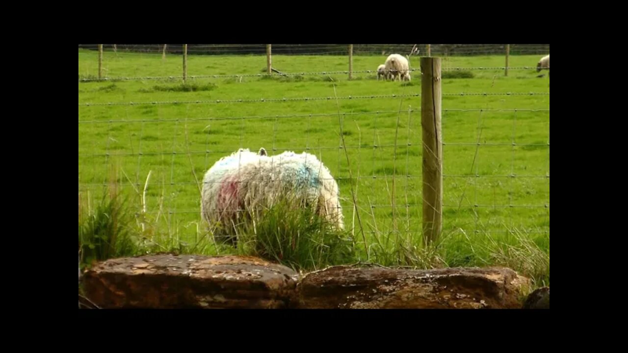 A Sheep's Life