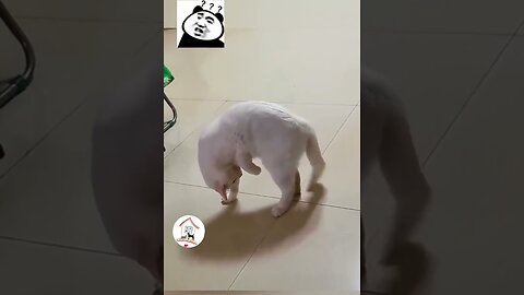 LOL, Funny Cats Doing Funny Things Crazy Funny Cats Shorts Videos 色色 -EPS712
