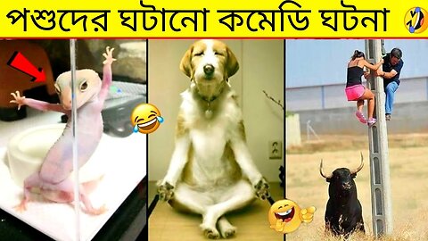 Funny Animals Video 2023