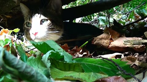 Cute Cat Hides under a Fallen Tree