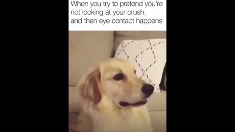 Dog With His Crush