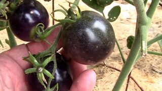 How To Know When Indigo Rose Tomatoes Get Ripe