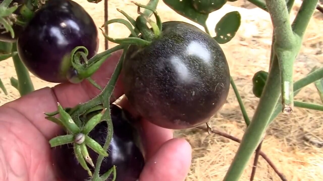 How To Know When Indigo Rose Tomatoes Get Ripe