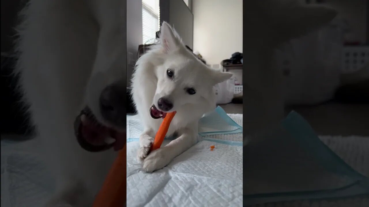 CUTE DOG eating a CARROT! | SLOW MOTION | ASMR SOUNDS