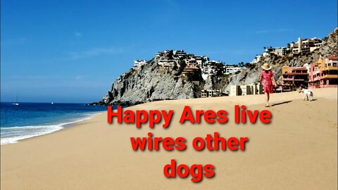 Ares Jack Russell Terrier live wires other dogs