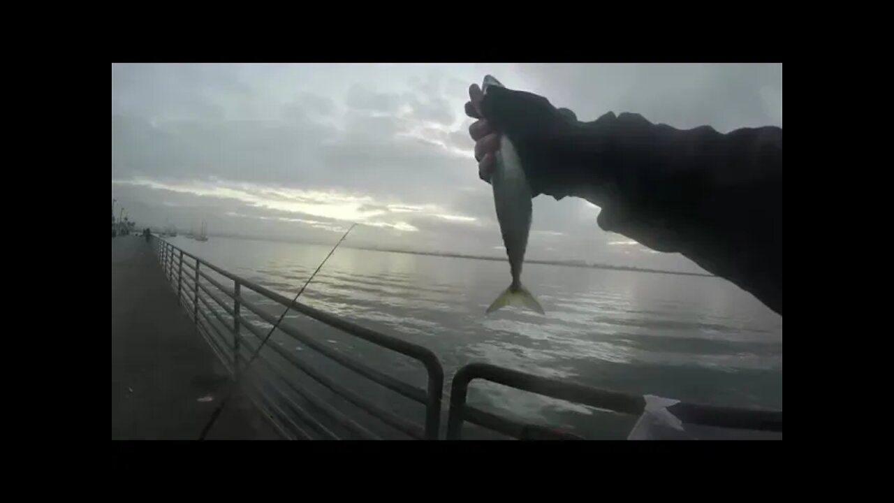 Shelter Island Pier! Mackerel Fishing!