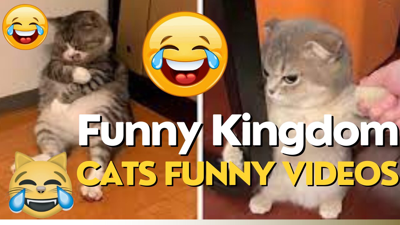 Cats and dogs best funny videos on the internet 2023 | fnny kingdom video #cats #dogs #funnyvideos