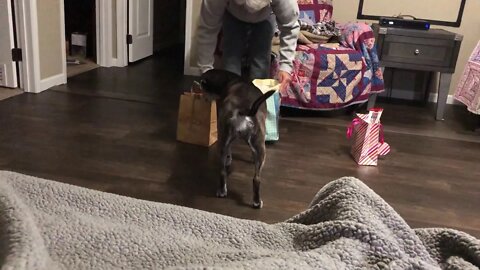 Christmas at BC puppy plantation.