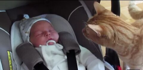 Watch Cats Meeting Babies for the FIRST Time !