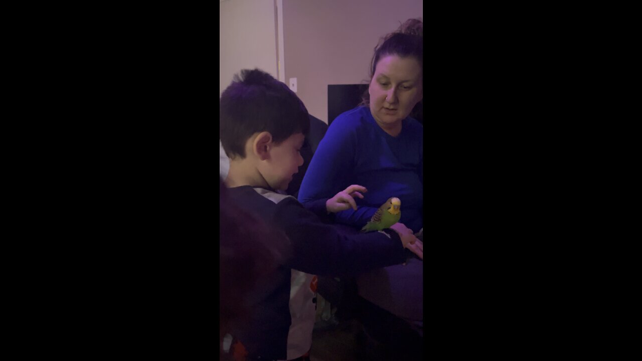 3 years old boy training Parakeet