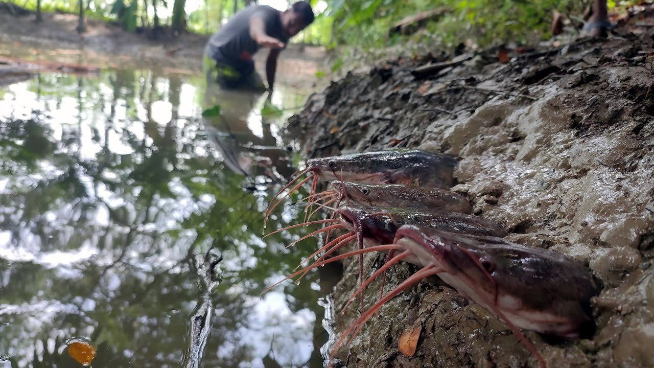 wow! Stuck Cat fish Very Amazing Fishing Very Traditional Method By Fishing Chapter