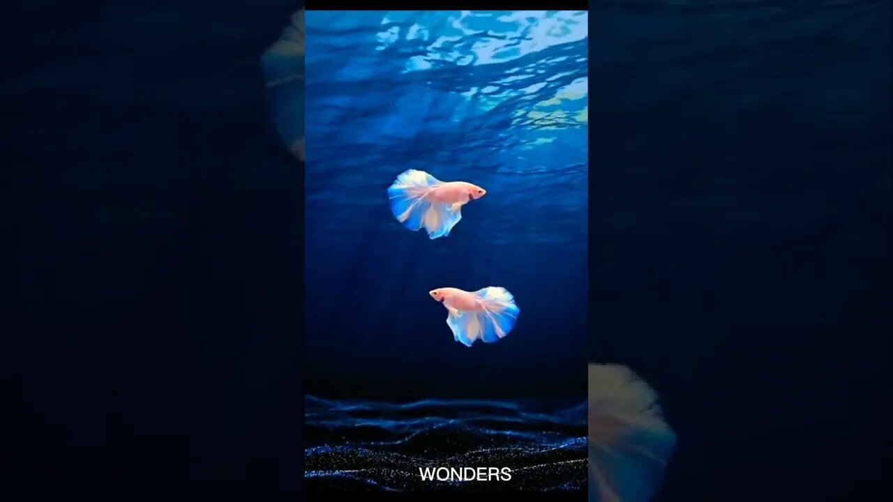 Beautiful Fish 🐟 Aquarium #seacreature #nature #beautiful #wow #wonders