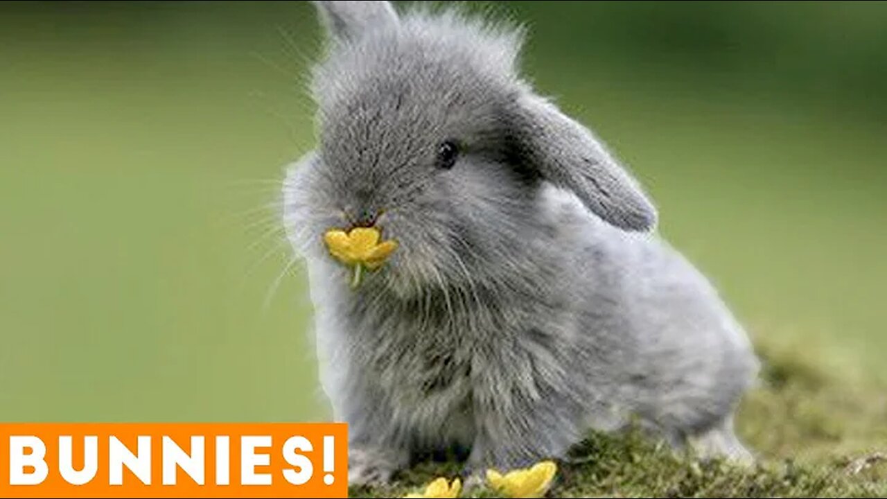 Funniest Rabbit Videos Weekly Compilation 2018 | Funny Pet Videos
