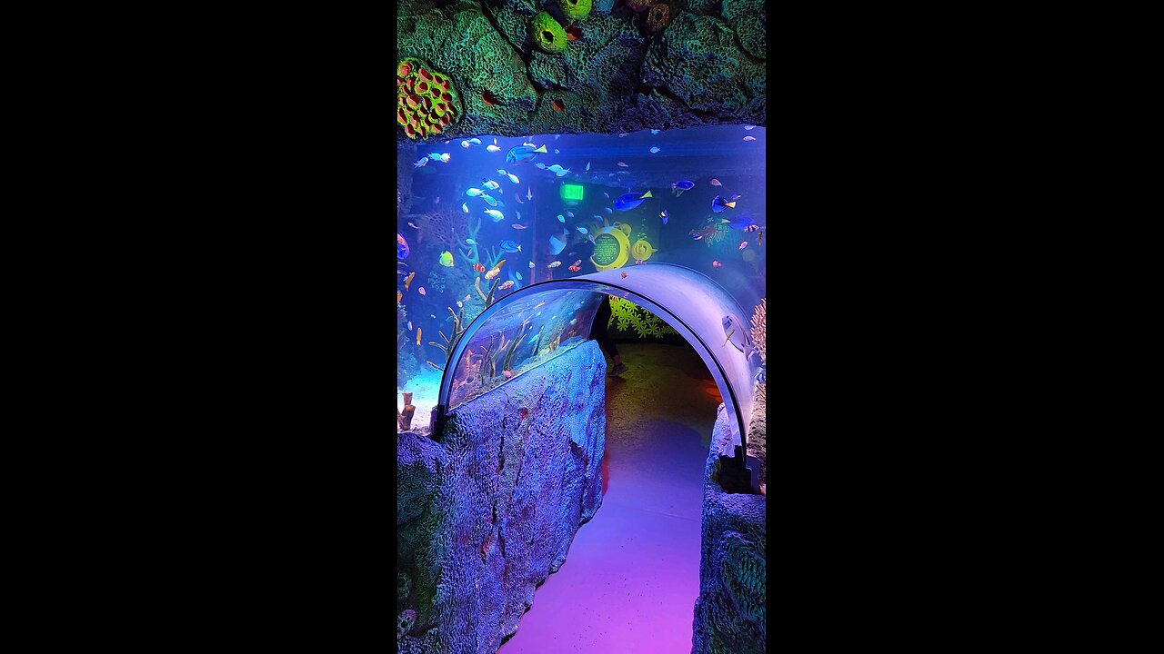I need a tank like this at home 😳