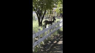 Deer Hopping Fence