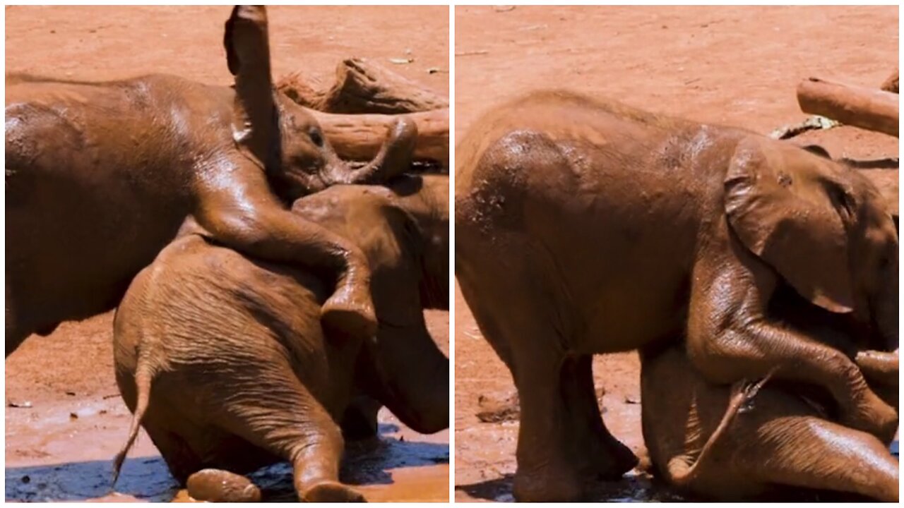 "Jumbo Splish-Splash: A Muddy Playtime for Baby Elephants" 😊