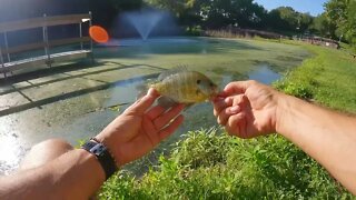 Top Water Fishing a Small Dock for Bluegill #fishing #flyfishing