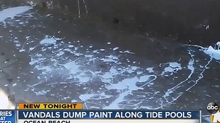 Vandals dump paint along tide pools