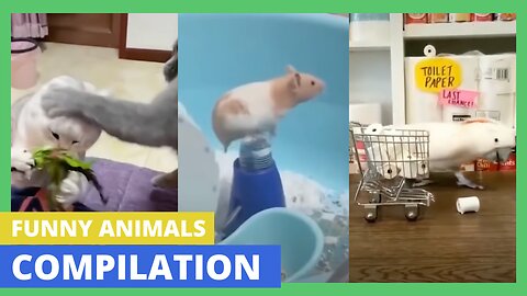 😂 TRY NOT TO LAUGH 🐶 Cute & Funny Animals Compilation