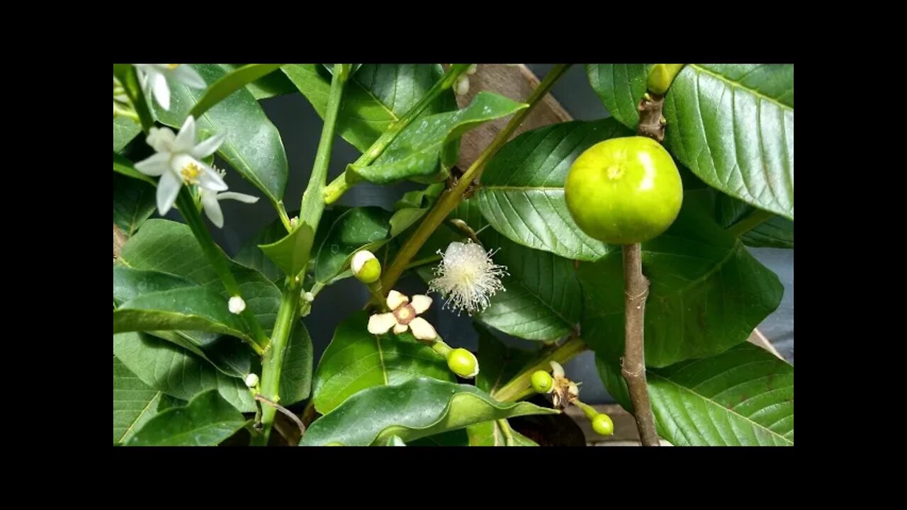 frutíferas produzindo a partir de 16,00 reais em Niterói RJ