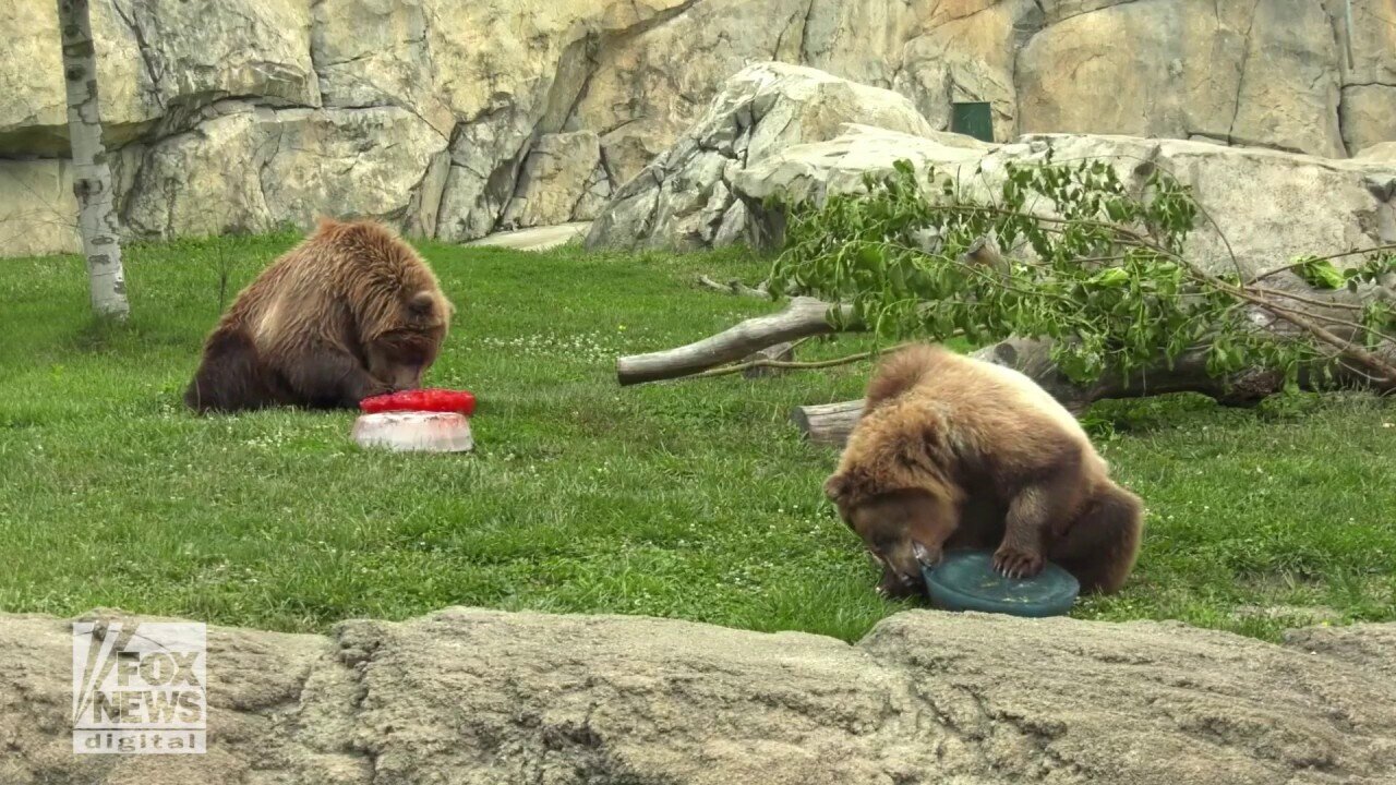 Bear Siblings Celebrate July 4th With 'Patriotic' Treats