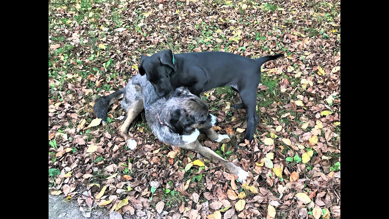Great Dane puppy meets family dog for the first time