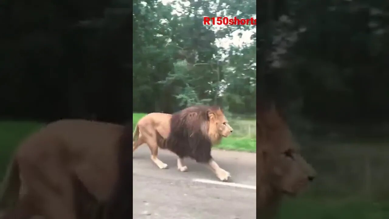 OMG Big Lion Beauty - lions Video 2022 - |#r150shorts |#youtubeshorts |#ytshorts |#animals