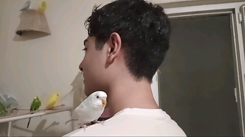 Male Budgie on My Shoulder