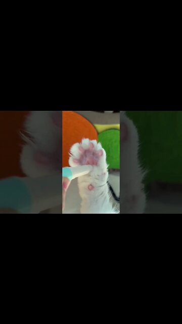 It’s time to Clean the Paws 🐾