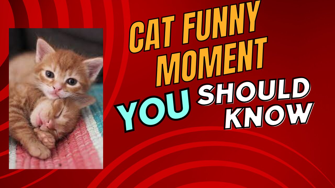 "Side-Splitting Cat Moments: A Must-Watch for Cat Lovers!"