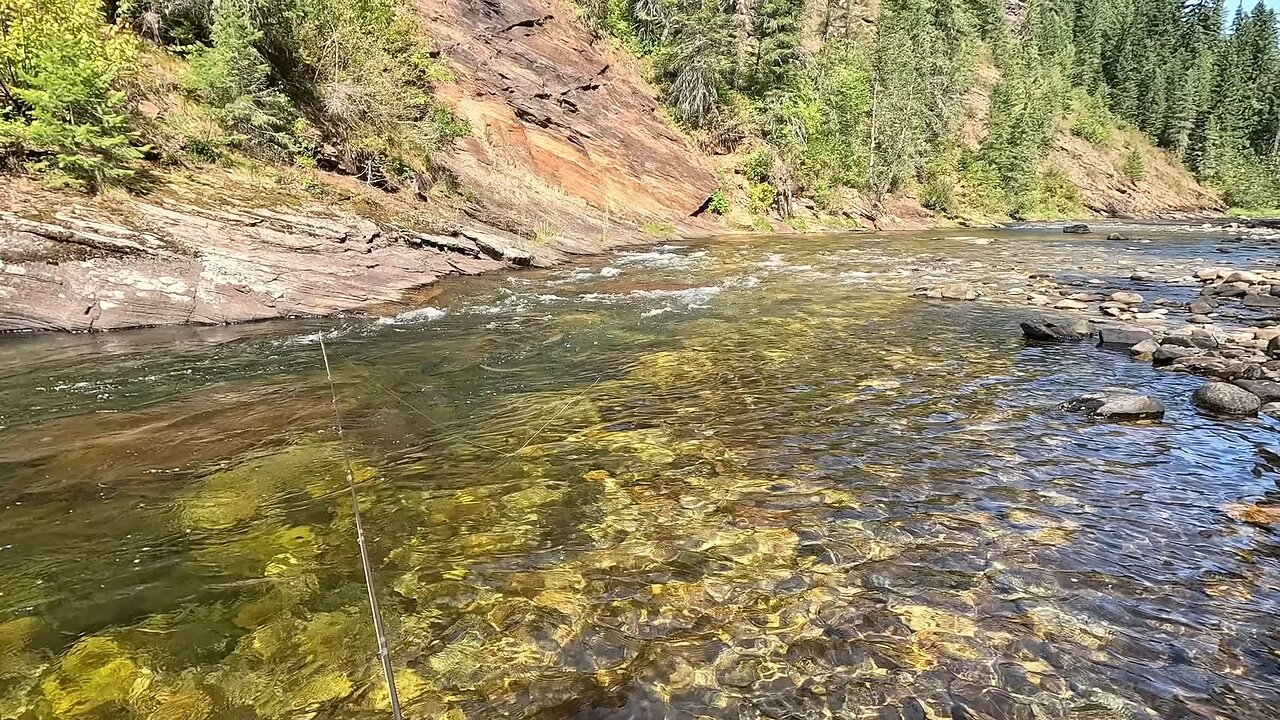 This stream wasn't easy to fish but it was definitely worth the effort!