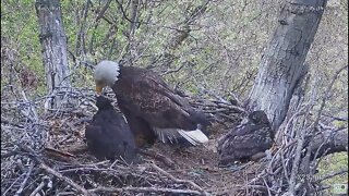 Hays Bald Eagles Dad brings in a Hellbender Salamander 2022 05 02 1421